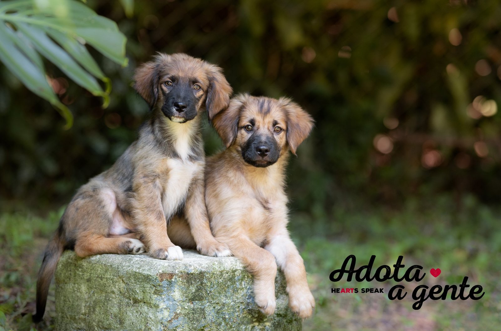 Volunteer photographic work for a dog shelter in São Paulo, Brazil.
