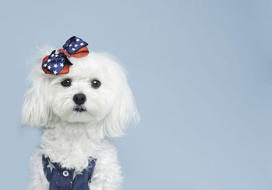 Best Dog Photography in West Palm Beach FL Best Dog Photography in West Palm Beach FL