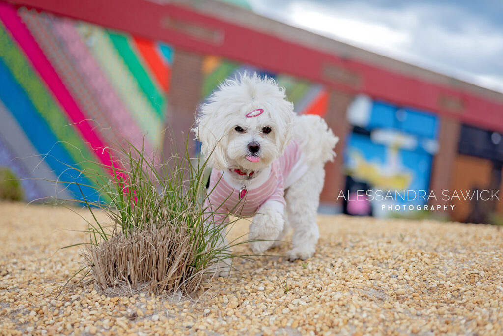 Best Naples Pet Photographer