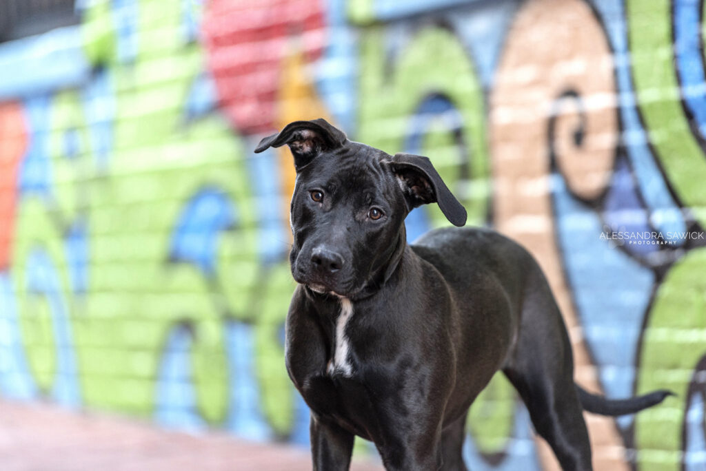 Best Naples Pet Photographer