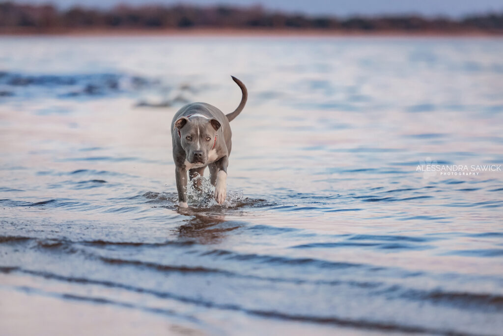 Best Pet Photographer in Naples FL