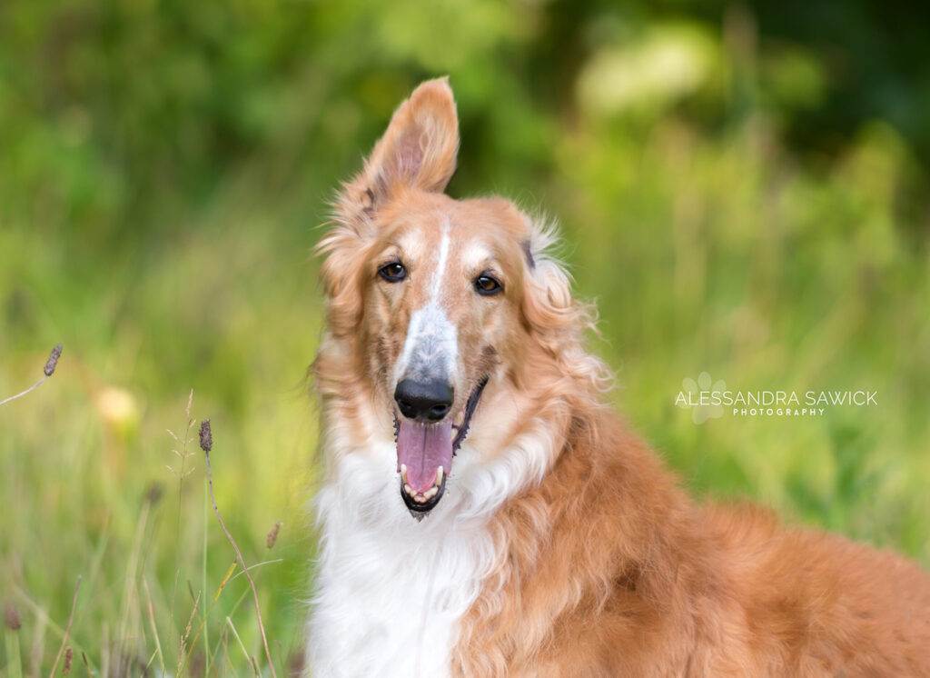 Best Pet Photographer in Naples FL