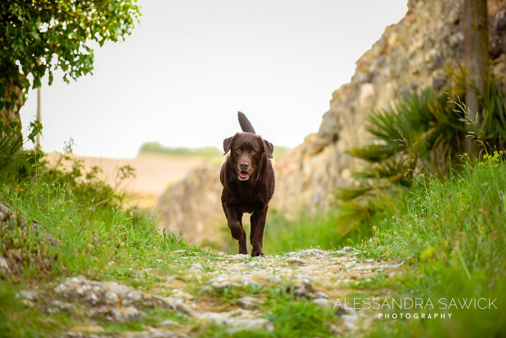Best Naples Pet Photographer