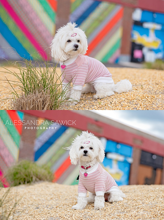 Best Naples Pet Photographer