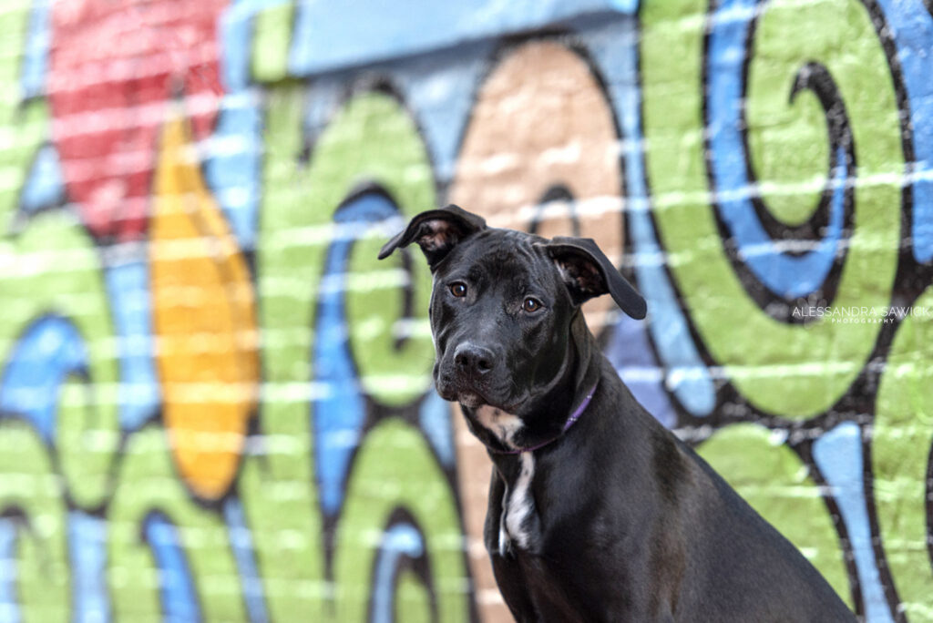 Best Naples Pet Photographer