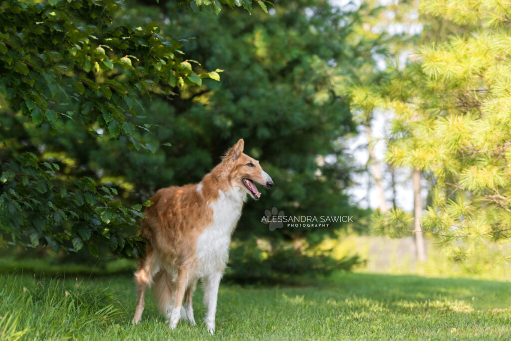 Best Pet Photographer in Naples FL