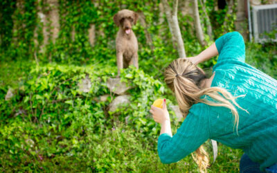 Barkelona, a pet photography retreat!