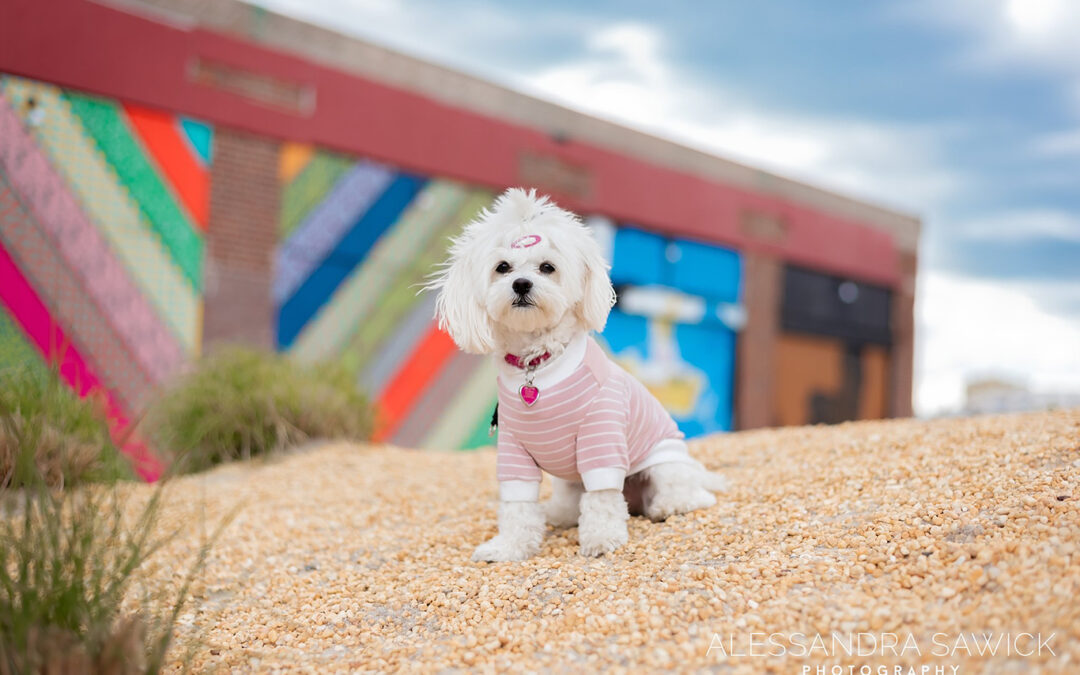 How having a dog changed my life!