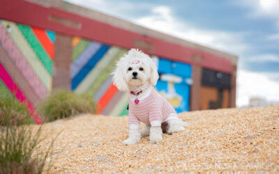 How having a dog changed my life!