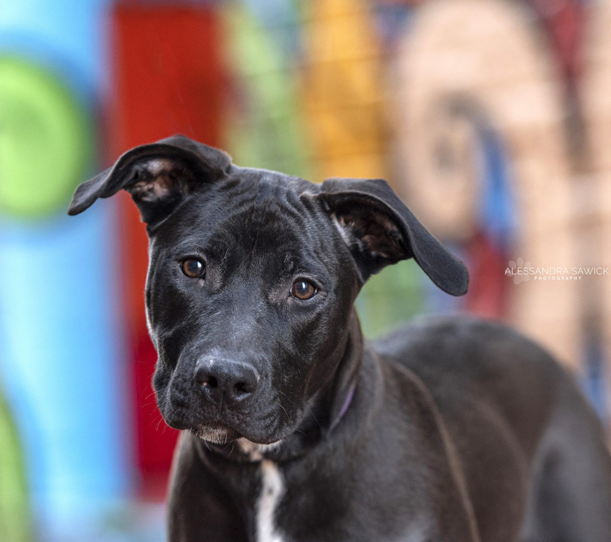 Best Naples Pet Photographer