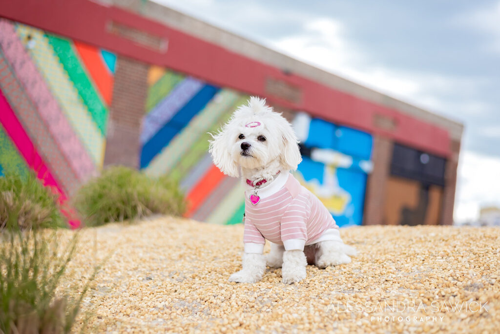 Best Naples Pet Photographer