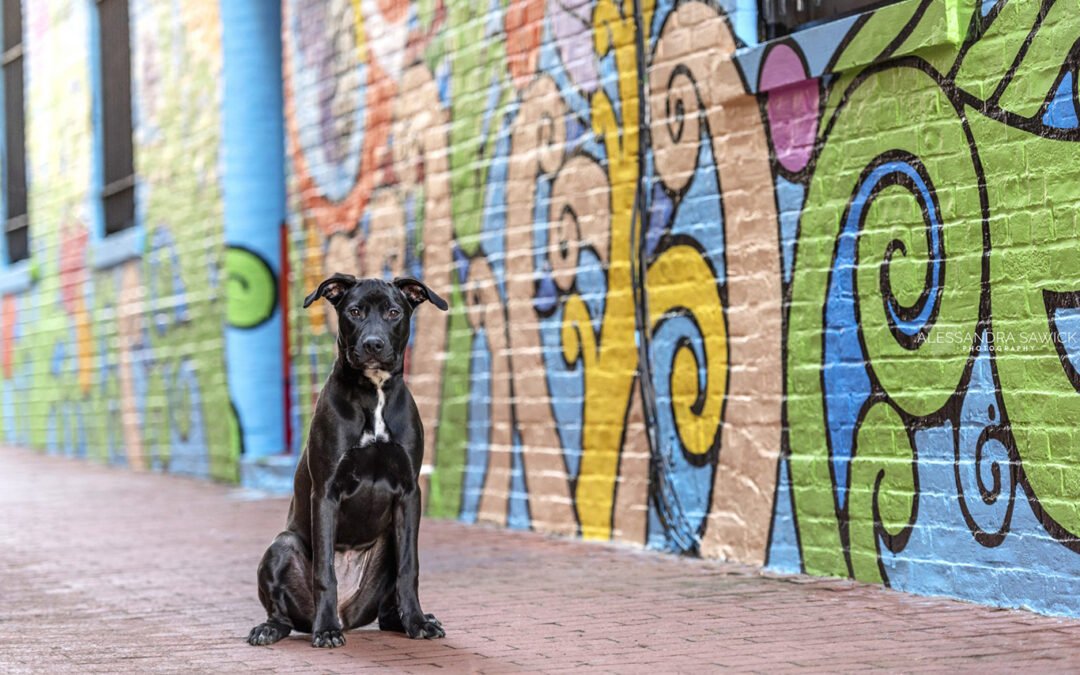 Adopt a Black Dog!