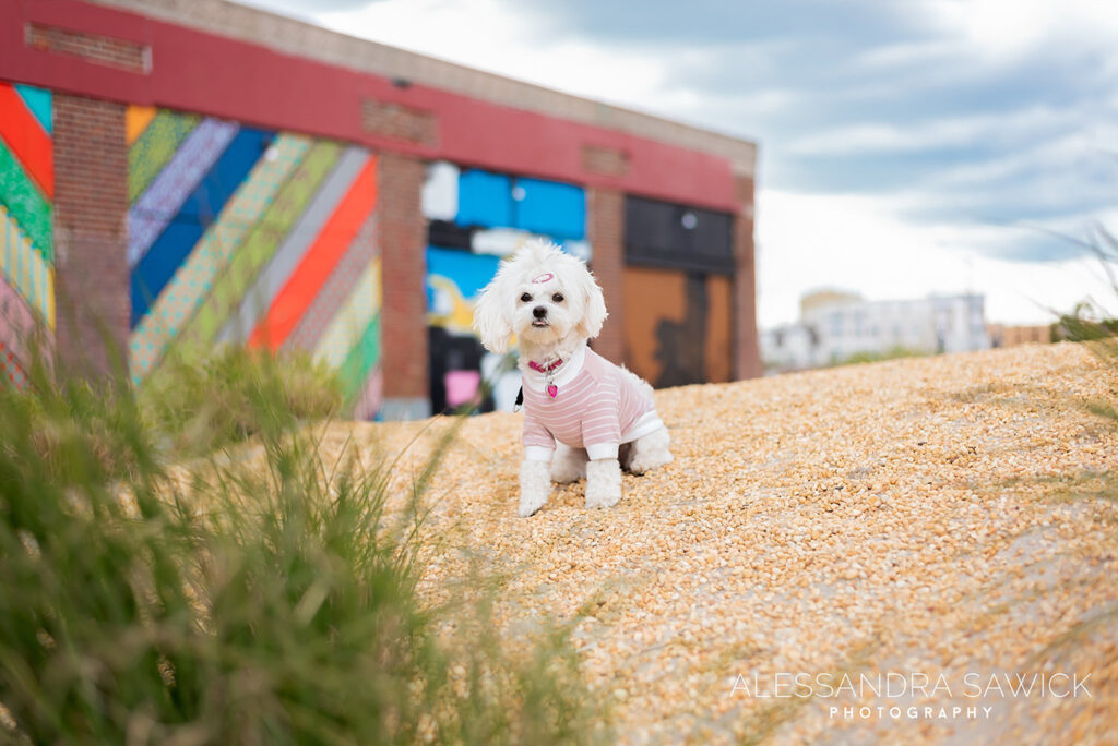 Best Naples Pet Photographer