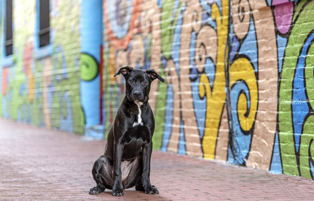 Best Naples Pet Photographer