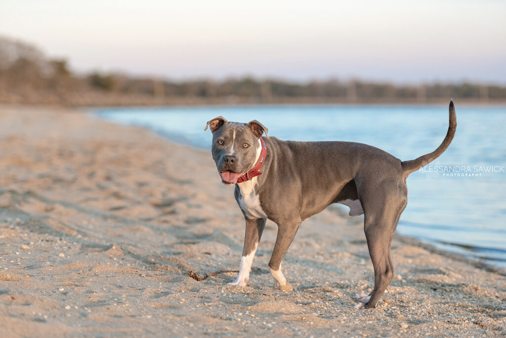 Best Pet Photographer in Naples FL