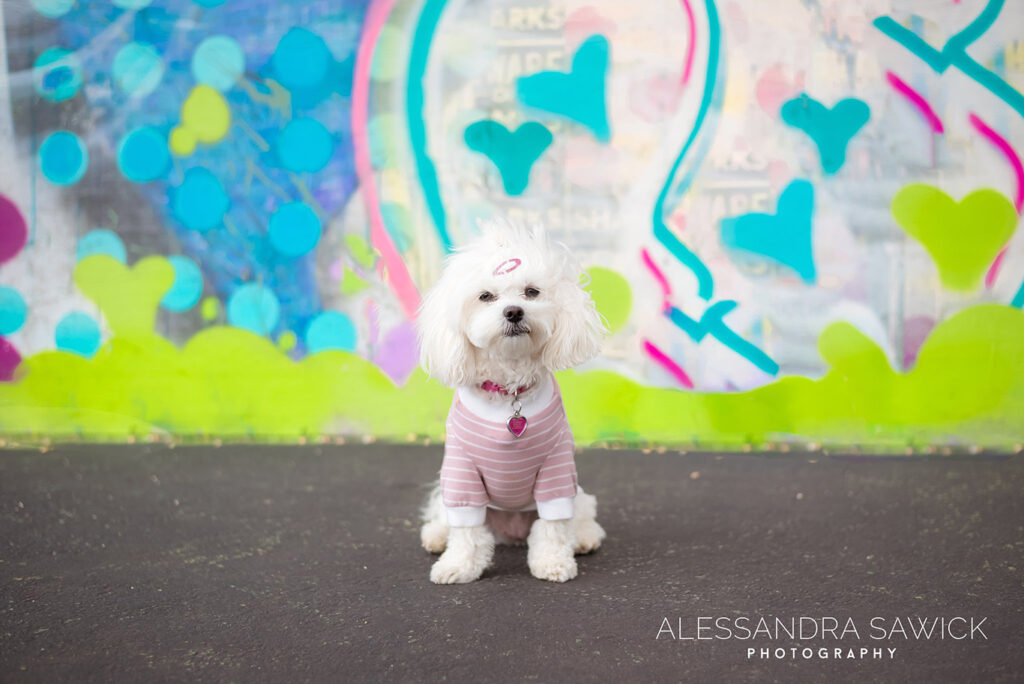 Best Naples Pet Photographer