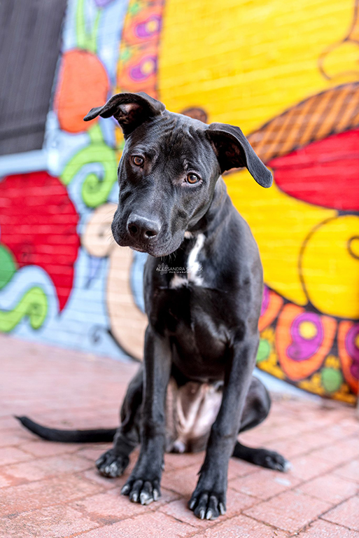 Best Naples Pet Photographer