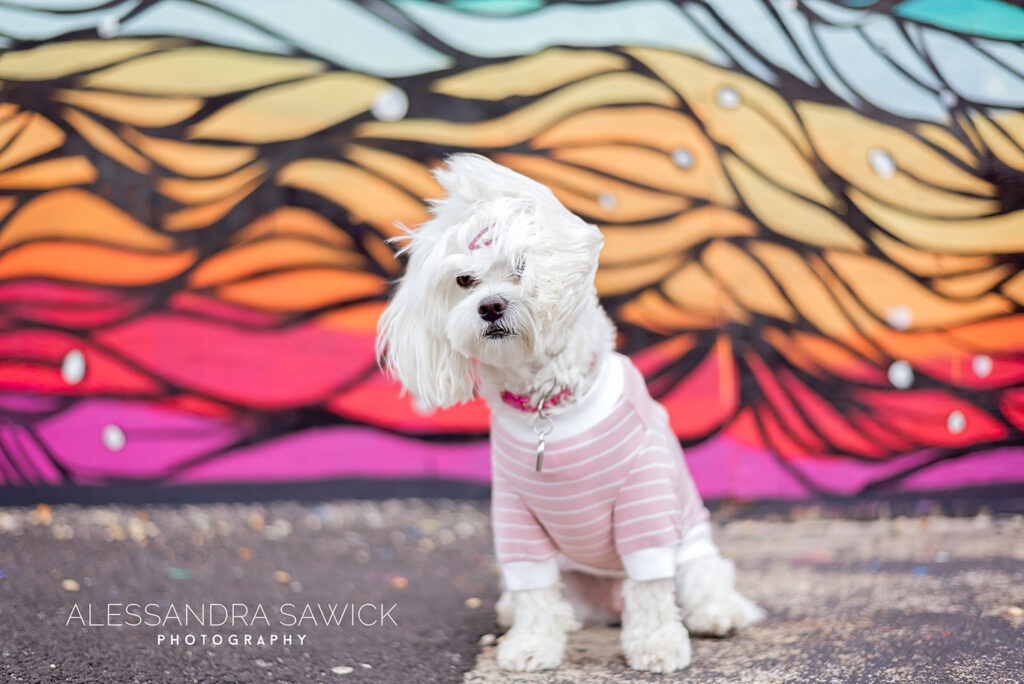 Best Naples Pet Photographer