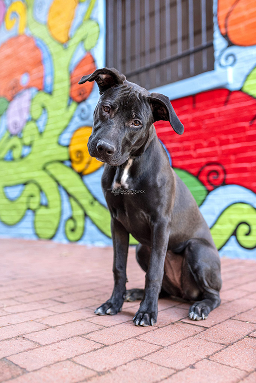 Best Naples Pet Photographer