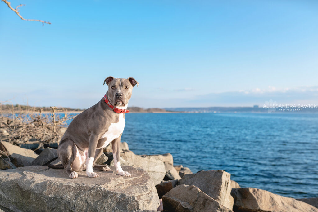 Best Pet Photographer in Naples FL