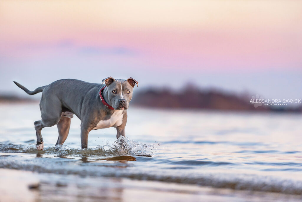 Best Pet Photographer in Naples FL