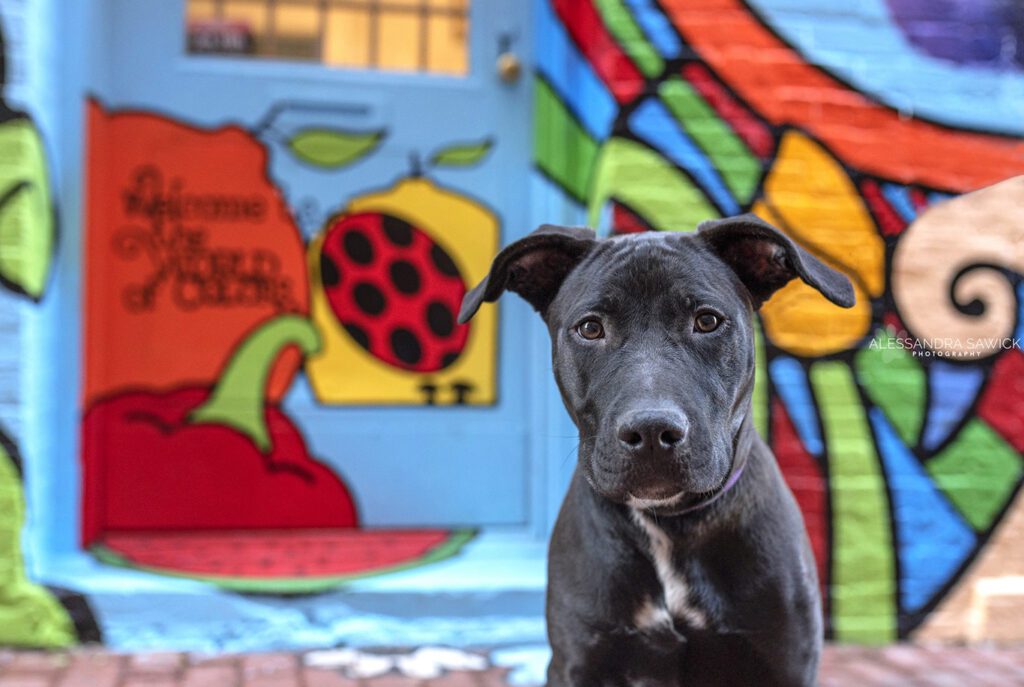Best Naples Pet Photographer