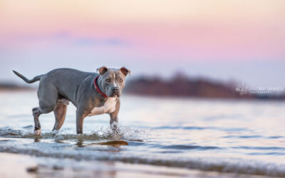 Dogs Days of Summer!