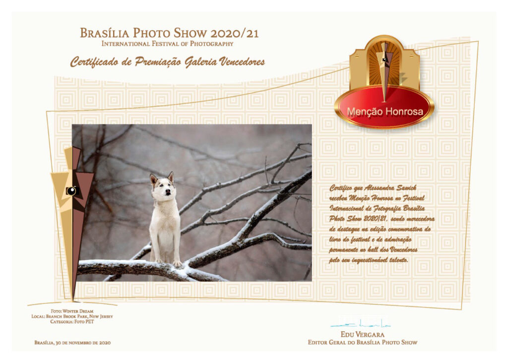 Dog Portraits in Bonita Springs Florida Dog Portraits in Bonita Springs Florida