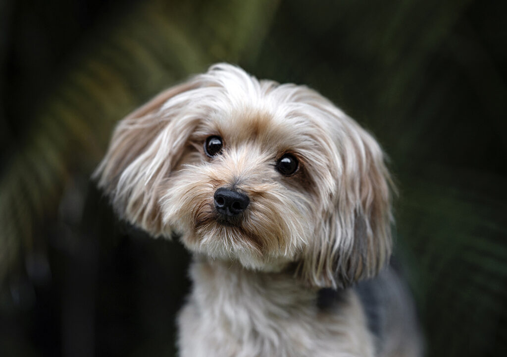 Best Dog Photography in Fort Lauderdale FL Best Dog Photography in Fort Lauderdale FL