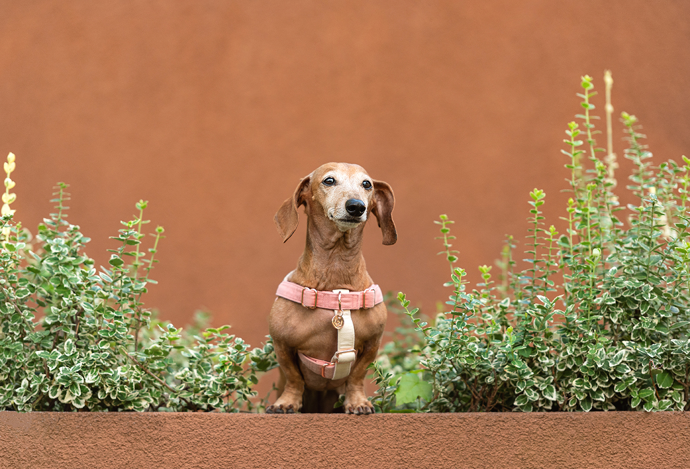 pet photography mentoring in Florida