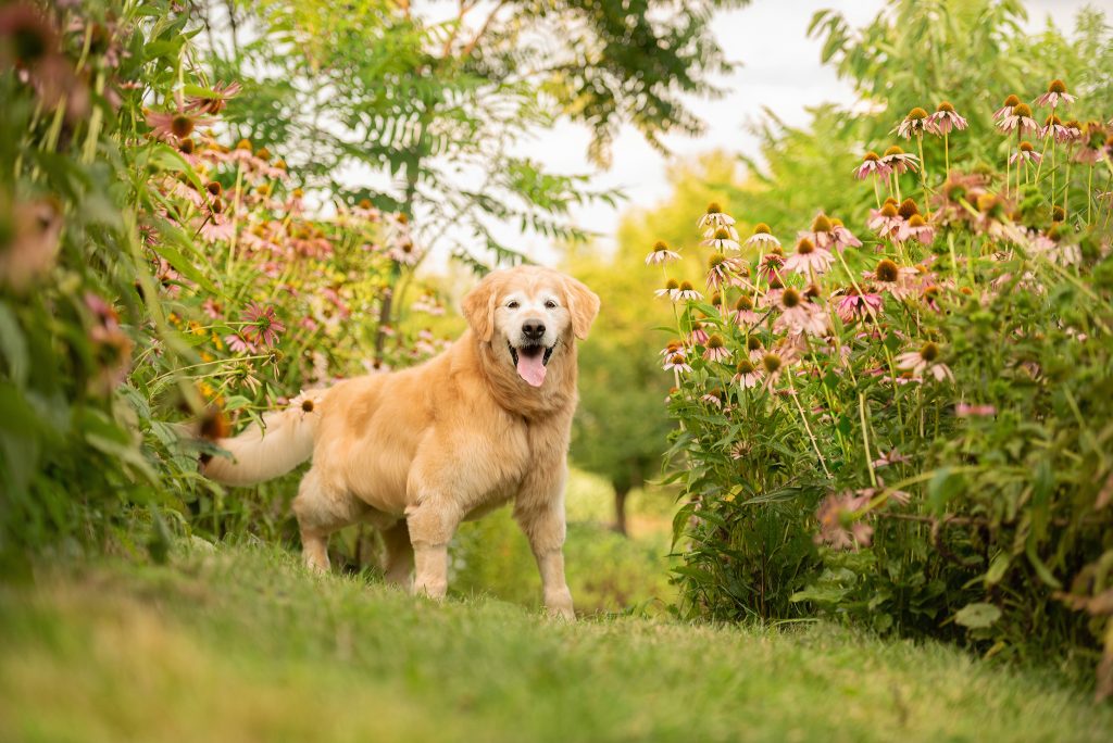 Pet Photography SWFL