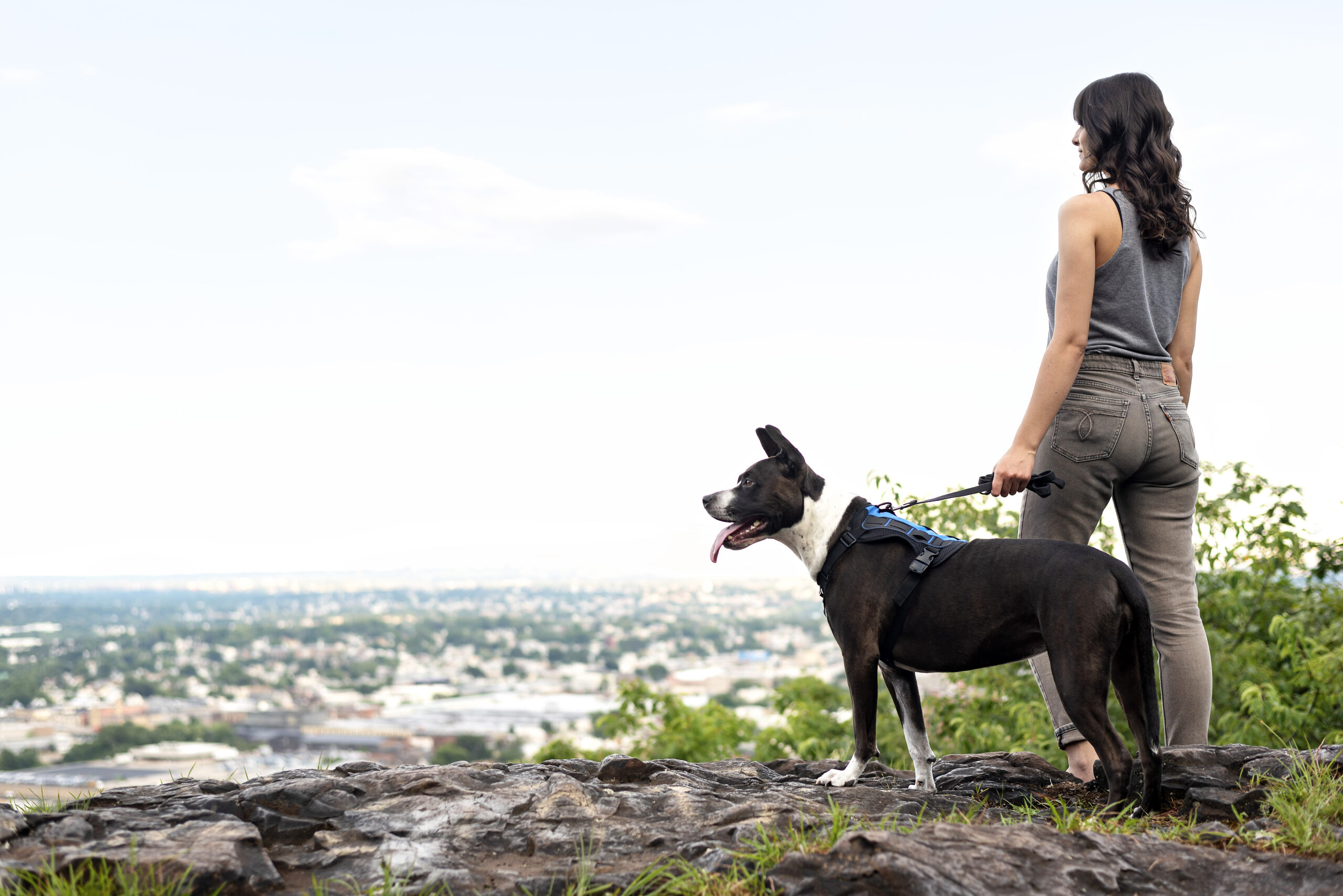 fotografia pet de marca personalizada para Sao Paulo e todo Brasil fotografia pet de marca personalizada para Sao Paulo e todo Brasil
